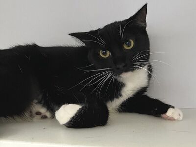 Hello my name is Venetian