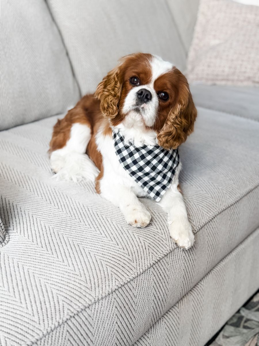 Rigby AKC King Charles Cavalier Stud Champion Blenheim 13 lbs