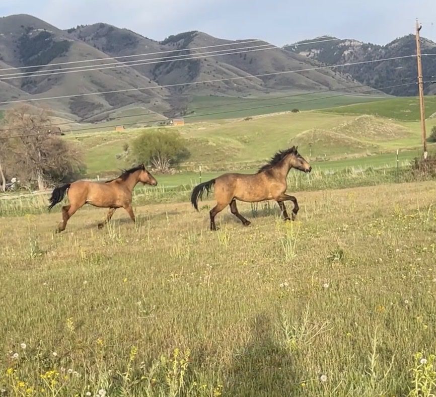 ISO farrier