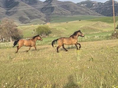 ISO farrier