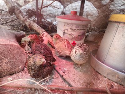 Quail for sale or trade for chickens