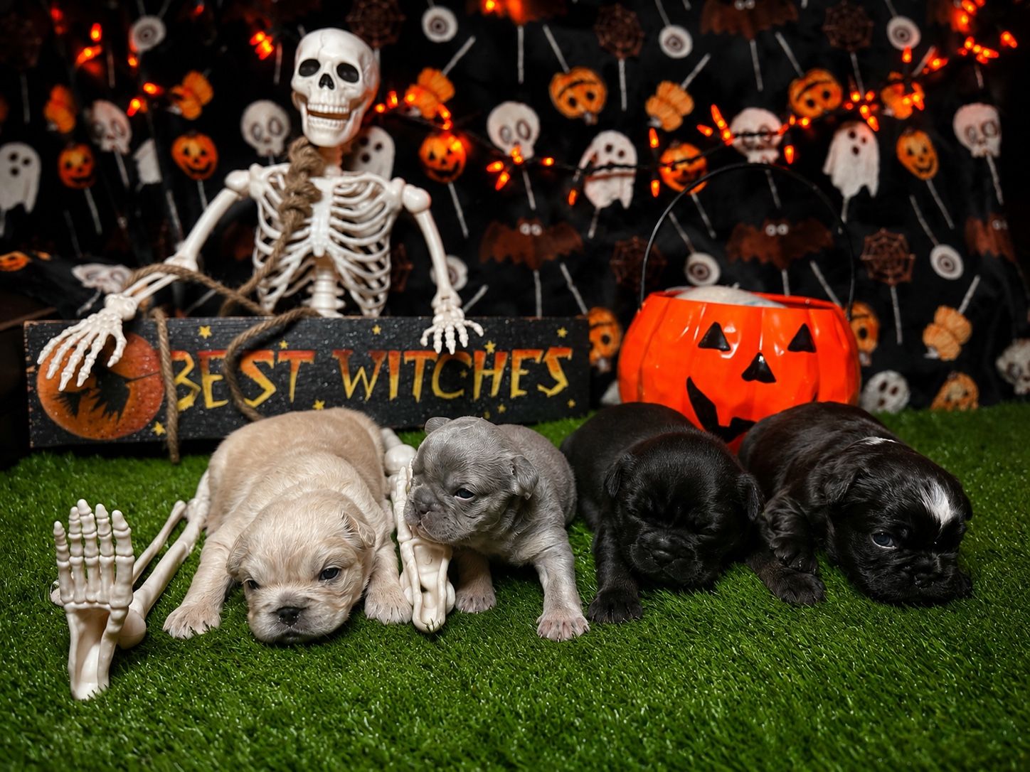 AKC French Bulldogs