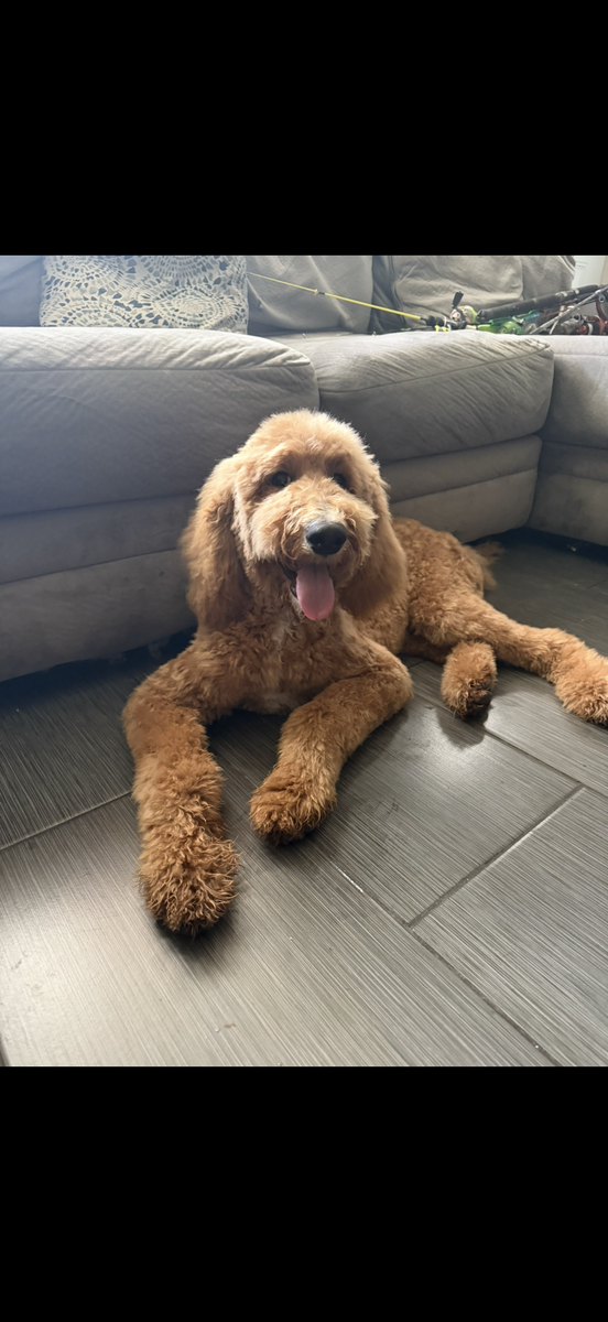 Standard poodle