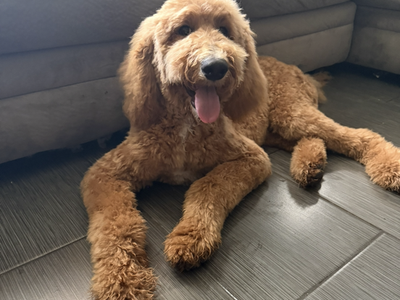 Standard poodle
