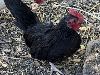 Short Leg Kikiriki Rooster