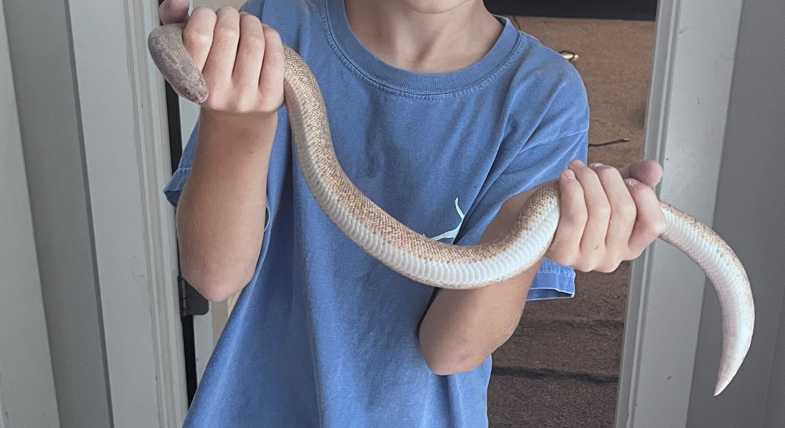 Kenyan Sand Boa and Enclosure