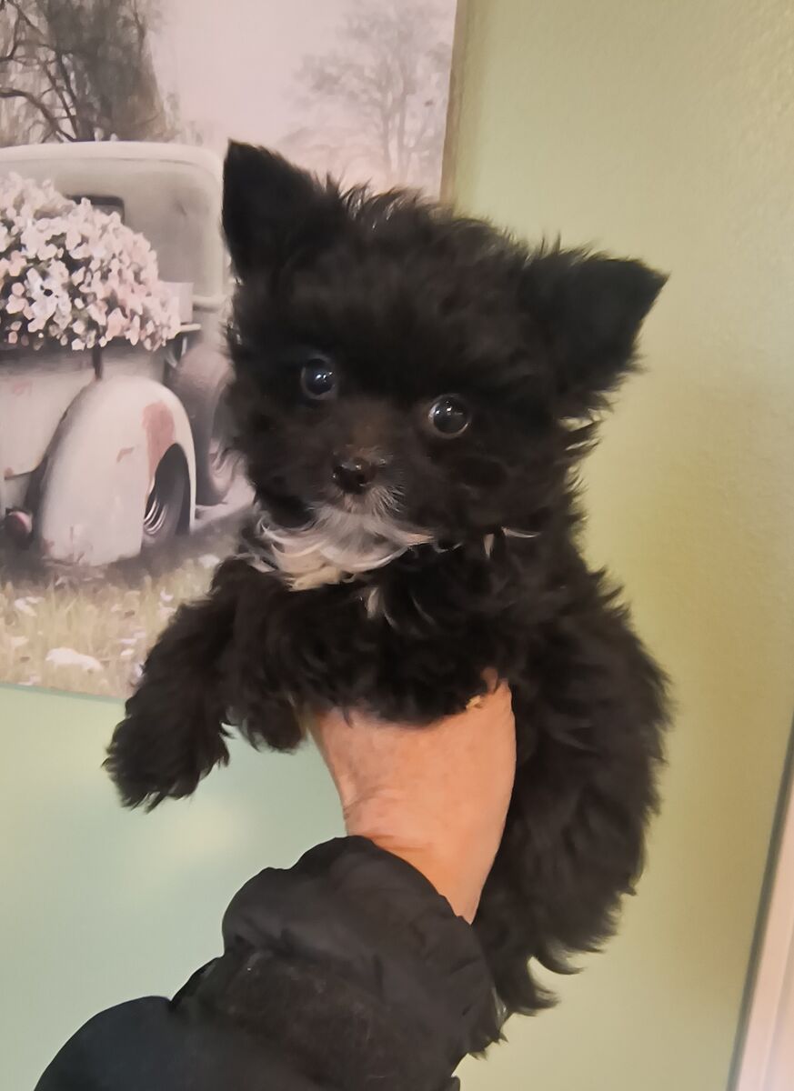 Tiny Rare Yorkie Puppy 3 lb when adult (Yorkshire Terrier)