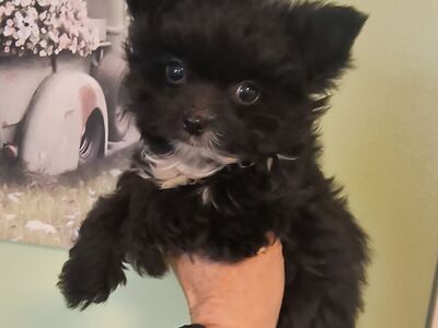 Tiny Rare Yorkie Puppy 3 lb when adult (Yorkshire Terrier)