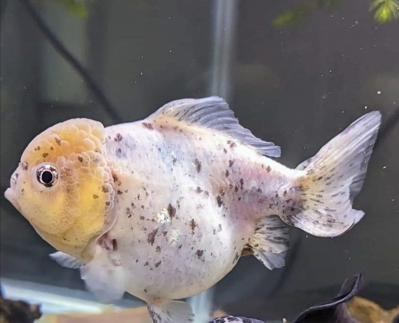 Speckled yuanbao goldfish