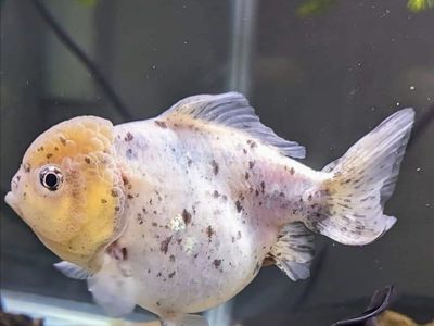 Speckled yuanbao goldfish