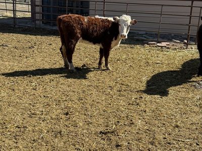 Hereford heifer