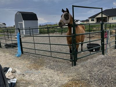 Livestock Panels