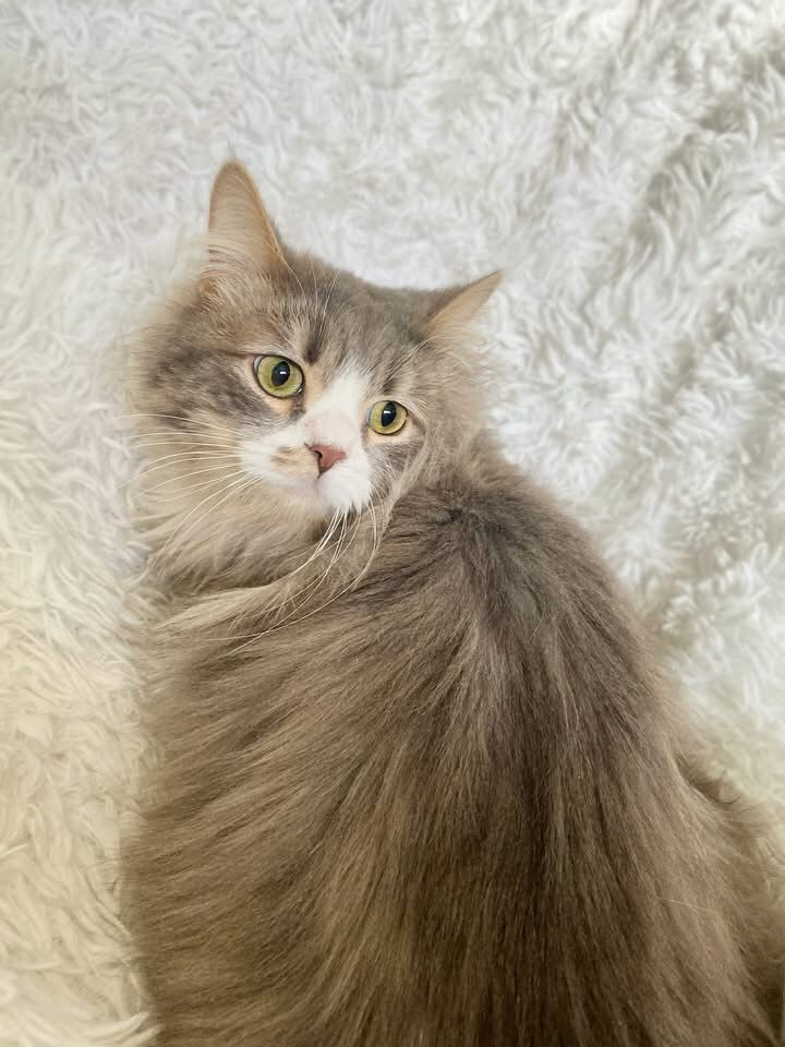 Standard (dwarf) English Muffin