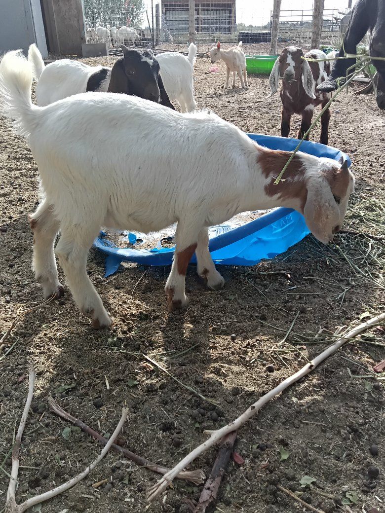 abga 100% boer buckling