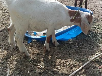 abga 100% boer buckling