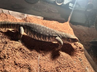 reptile/supplies
