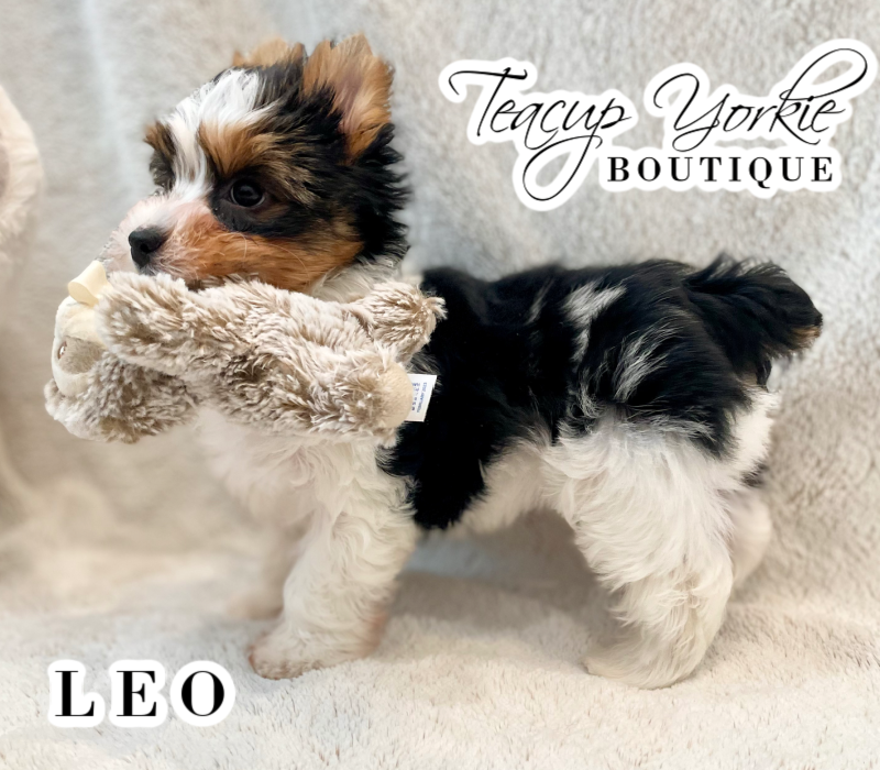 AKC Yorkshire Terrier (Yorkie) Puppy