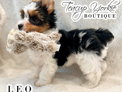 AKC Yorkshire Terrier (Yorkie) Puppy