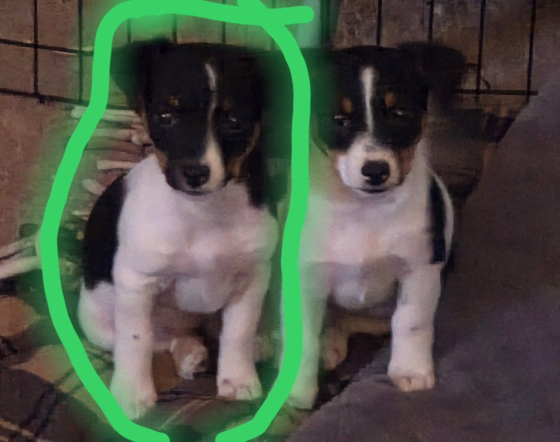 Shorty Jack Russell/Rat Terrrier crossbreed puppies