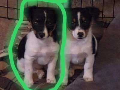 Shorty Jack Russell/Rat Terrrier crossbreed puppies