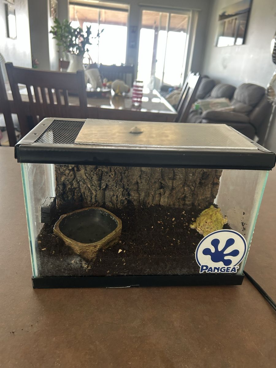 Pac man frog