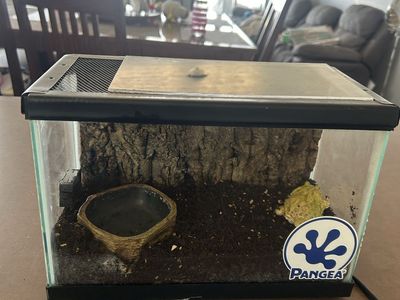 Pac man frog