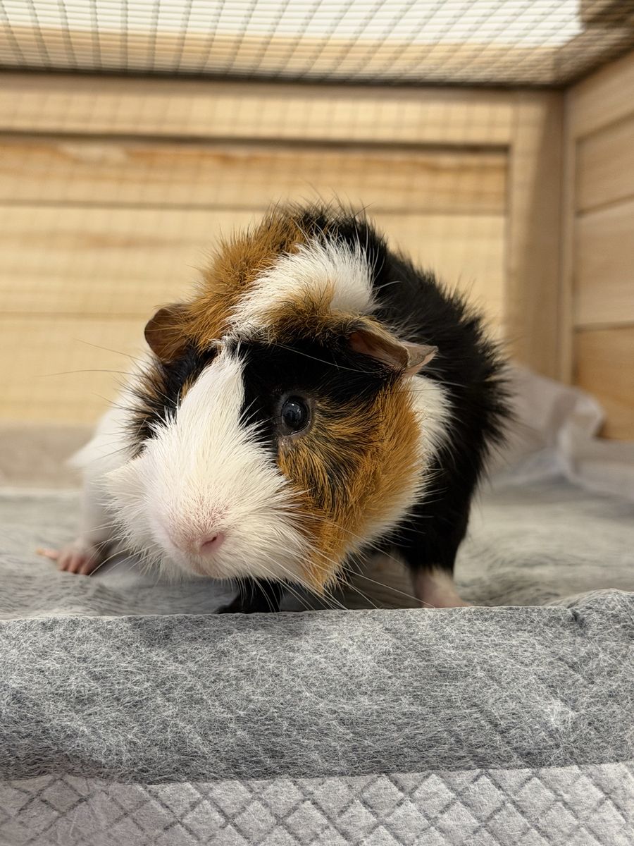Free Fancy Guinea Pigs