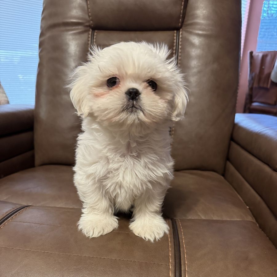 Shih Tzu puff ball.   Goldendoodle Cavapoo boy