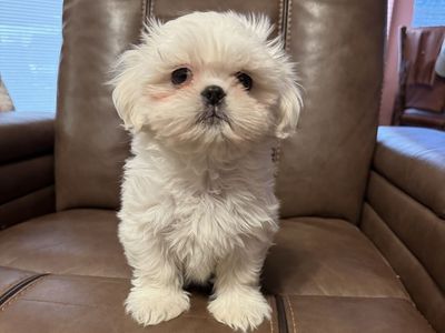 Shih Tzu puff ball. Goldendoodle Cavapoo boy