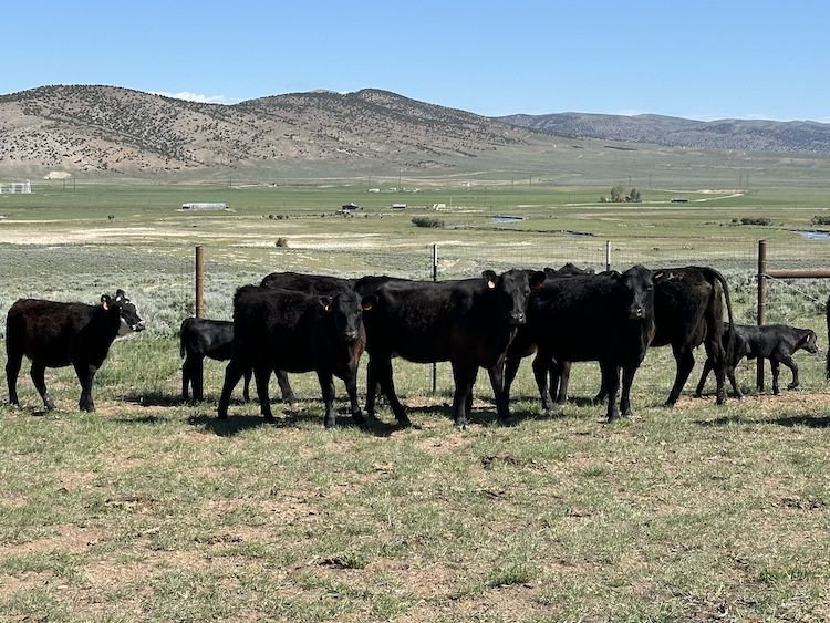 Commercial Angus, Angus cross Cows, Heifers, and Calves
