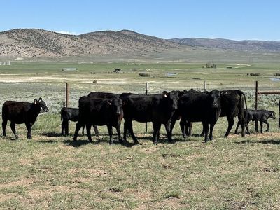Commercial Angus, Angus cross Cows, Heifers, and Calves