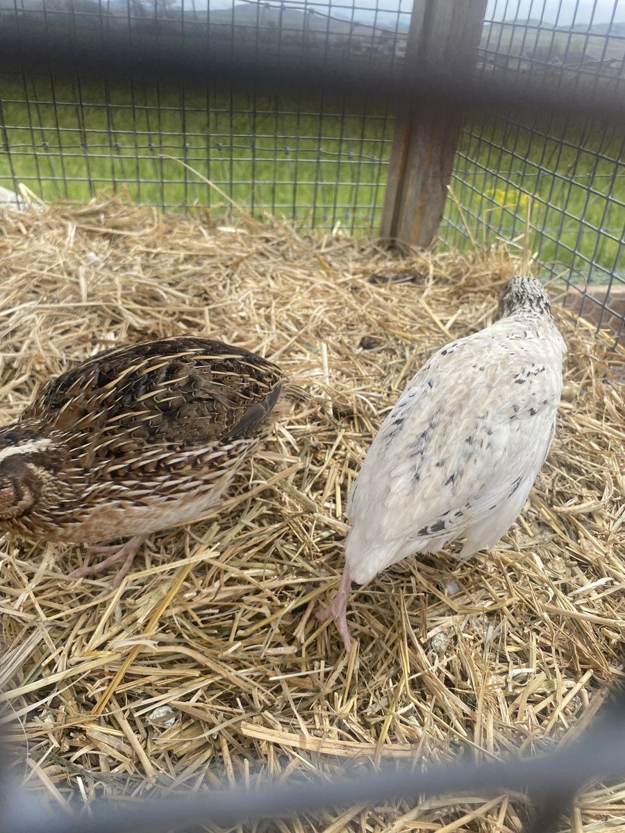 Male quail roosters