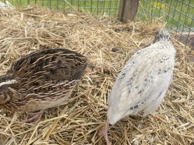 Male quail roosters