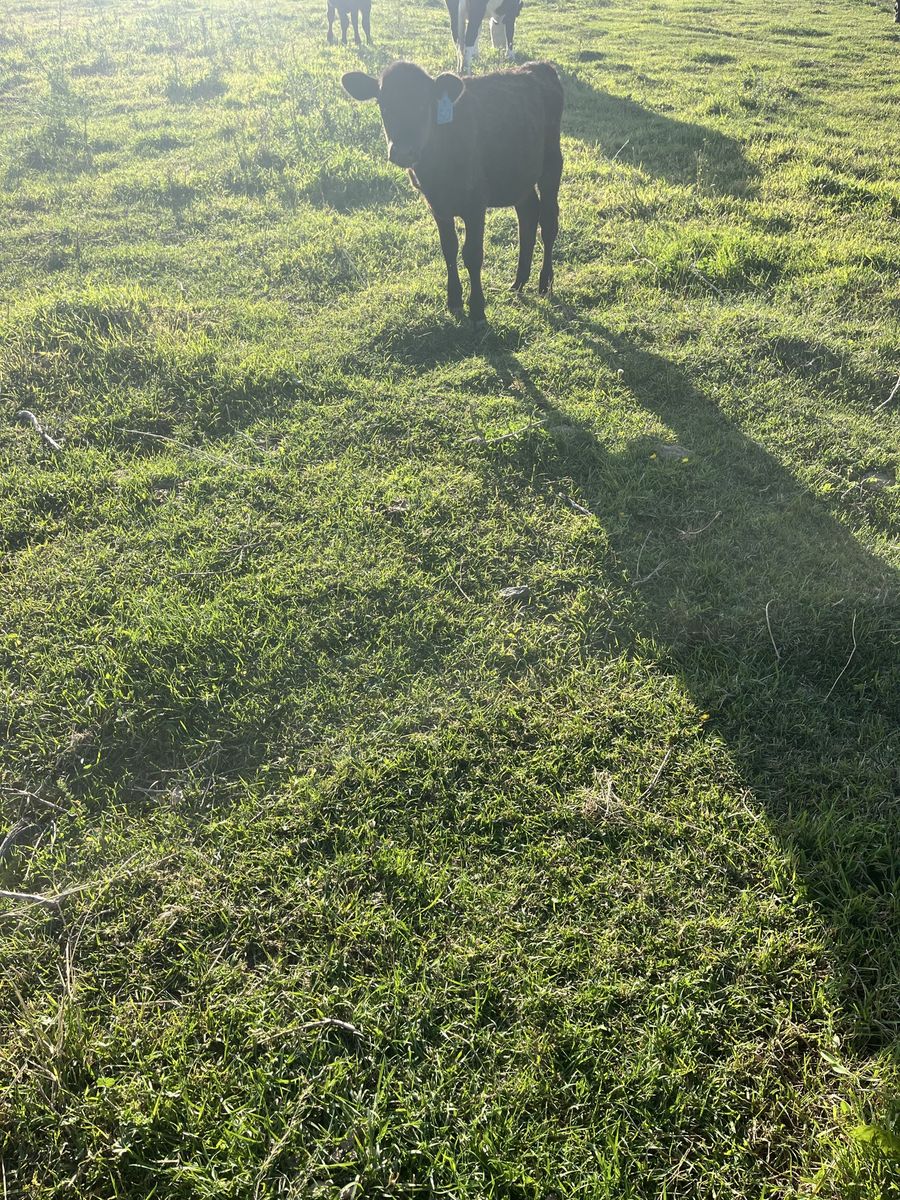 Doggie calves