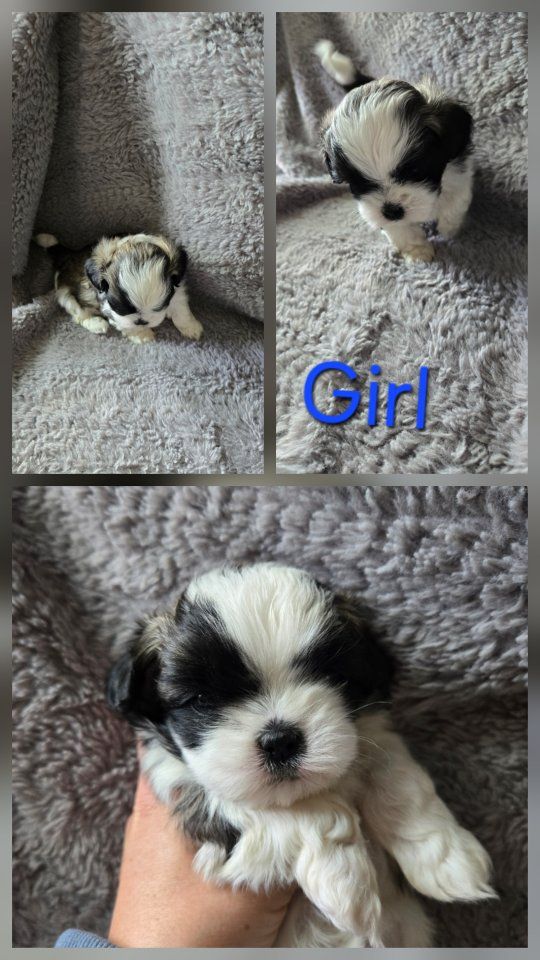 Shih Tzu Puppies