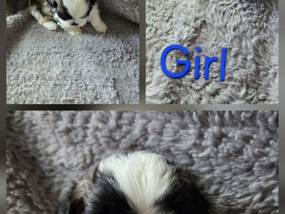Shih Tzu Puppies