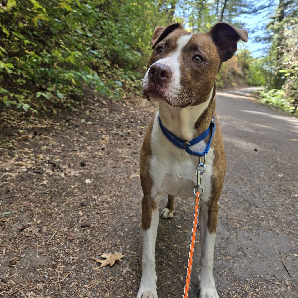 Hello my name is Dino