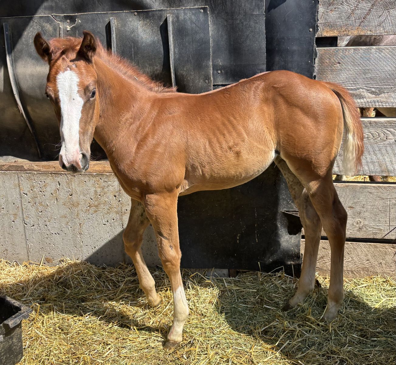 2026 AQHA Appendix Sorrel Filly