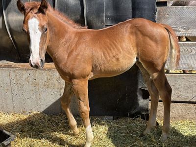 2026 AQHA Appendix Sorrel Filly