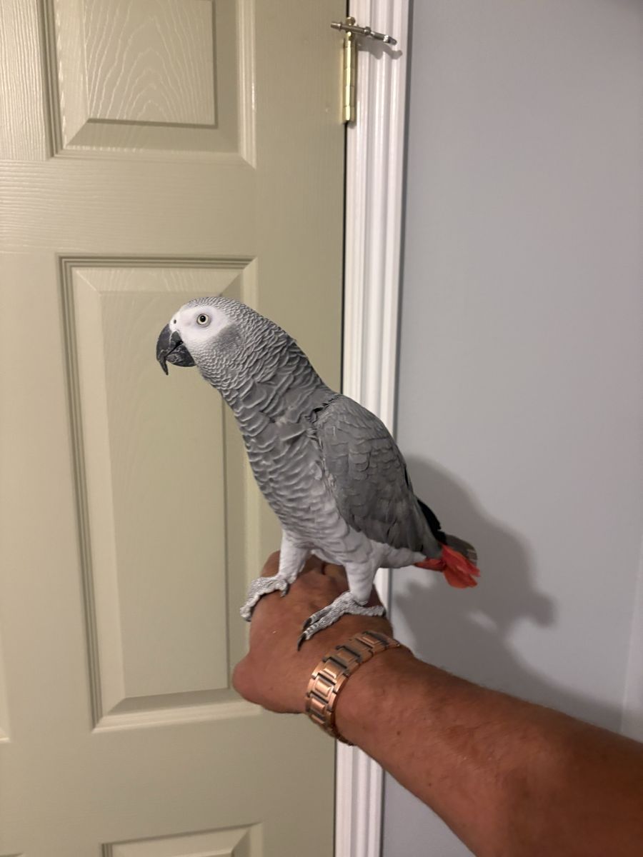 5 year old female African grey