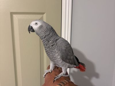 5 year old female African grey