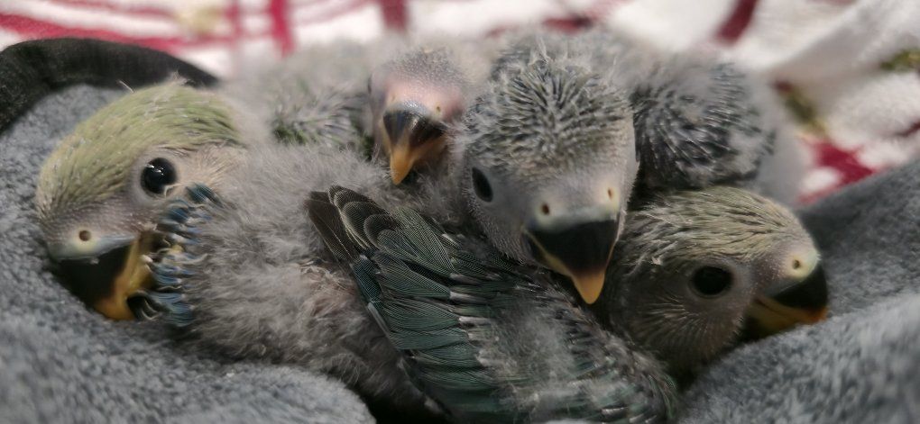Baby lovebirds