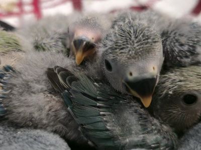 Baby lovebirds