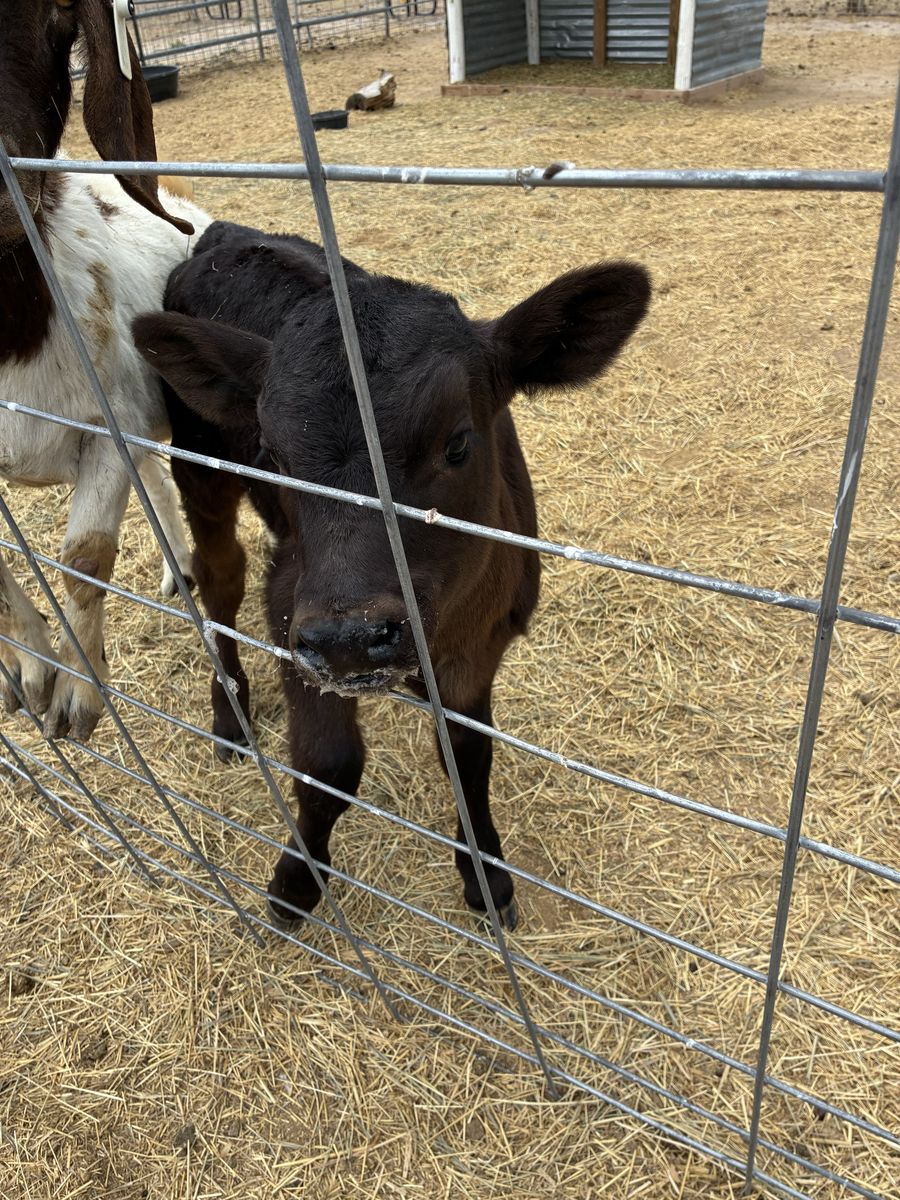 Bottle calf