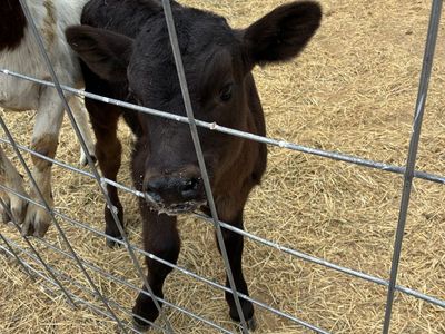 Bottle calf