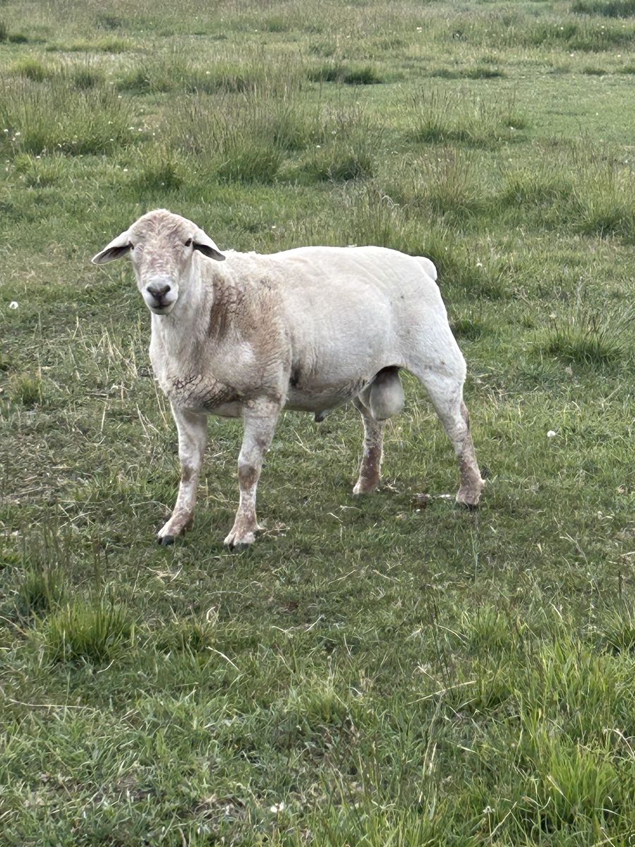 Dorper/Suffolk Ram