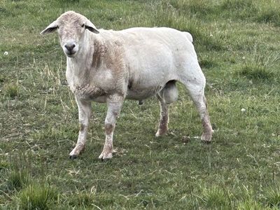 Dorper/Suffolk Ram