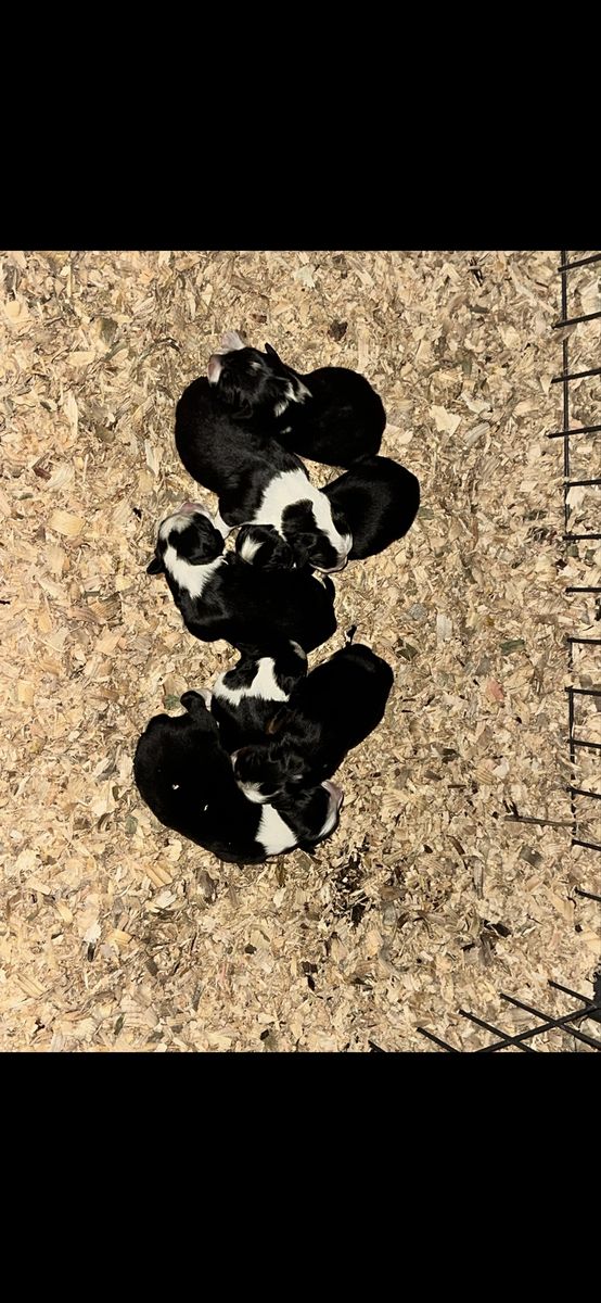 Bernese Mountain Dog x Border Collie Puppies