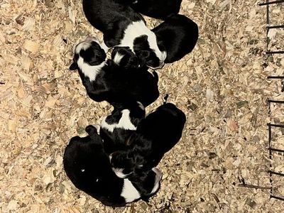 Bernese Mountain Dog x Border Collie Puppies