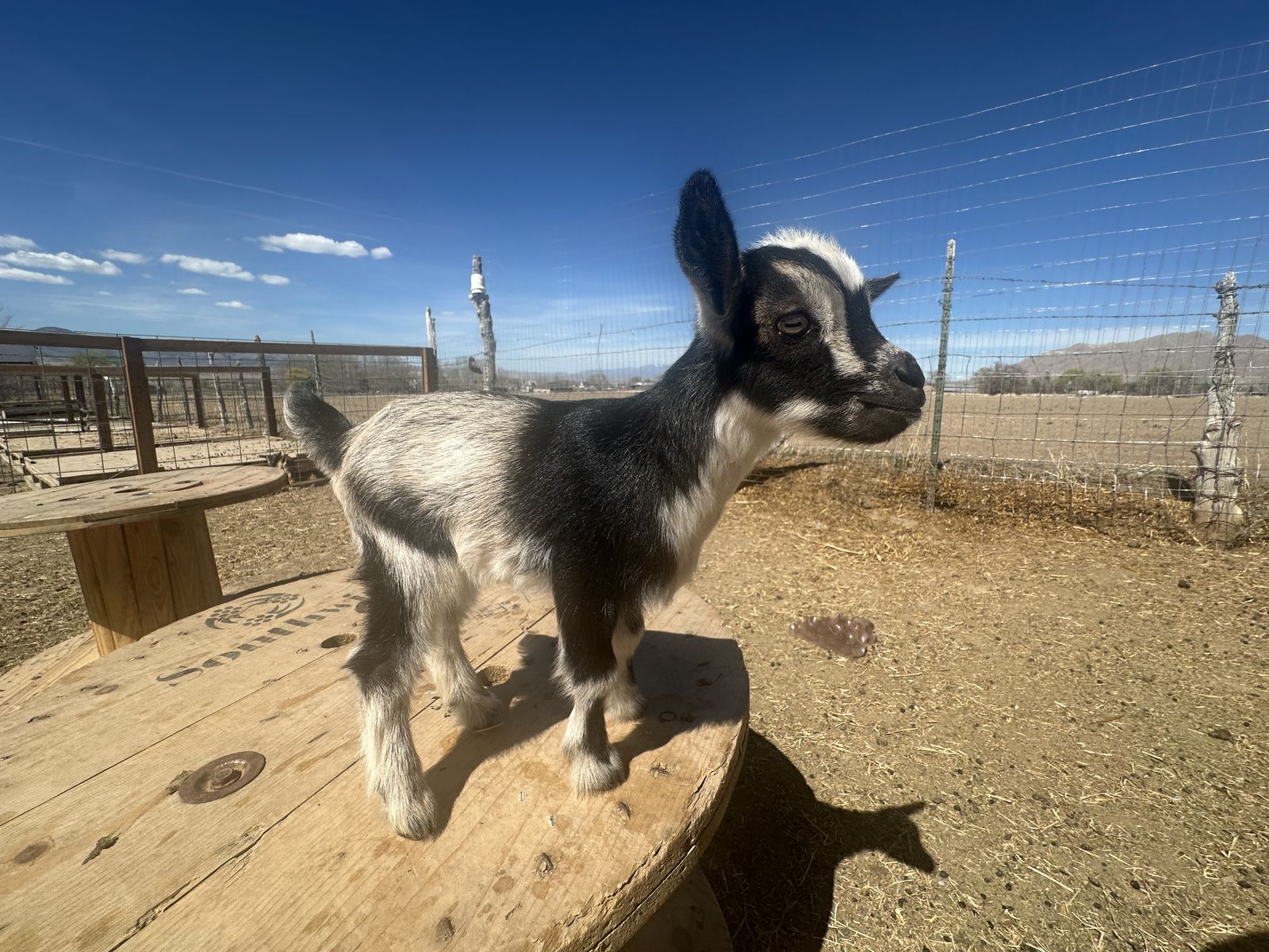 Nigerian Dwarf Doeling